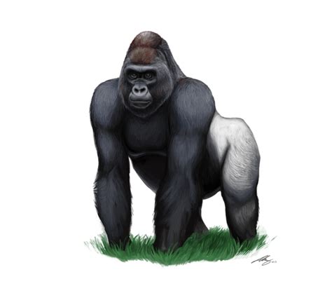 Animated Gorilla PNG Image HD Wallpapers For Android - Download hd
