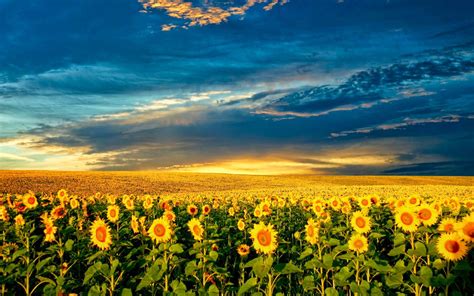 Beautiful Sunflower Wallpapers Top Free Beautiful Sunflower