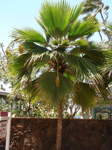 Polynesian Produce Stand 1000 Fresh Seeds Lau Fan Palm Pritchardia