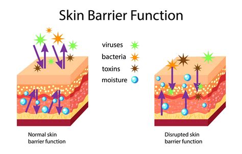 The Skin Barrier Understanding Why Its Important Columbia Skincare