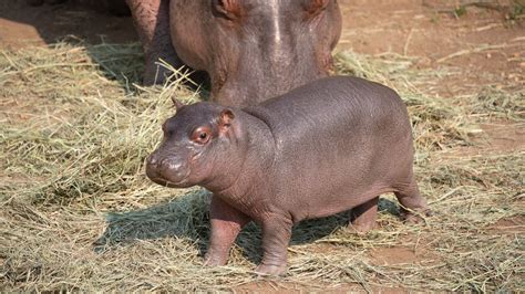 Cheyenne Mountain Zoo Is The Name Of Its New Baby Hippo Daily Wyoming