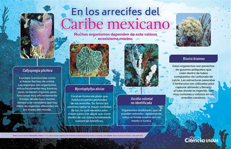 Top 107 Imagenes De Arrecifes De Coral Destinomexicomx