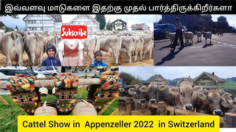 Cattle Show Viehschau Hundwil Appenzell Switzerland 2022 Youtube