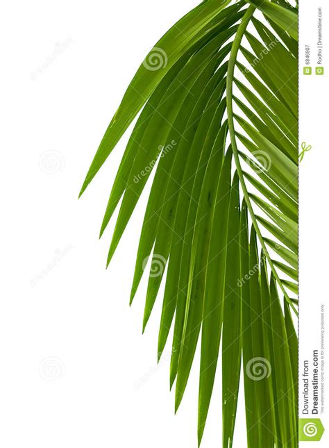 Bladeren Van Palm Stock Afbeelding Image Of Schoonheid