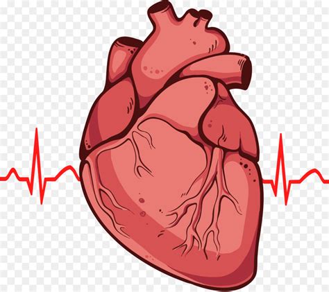 Diagram Heart Drawing Anatomy Clip Art Human Heart Png Download Free Transparent