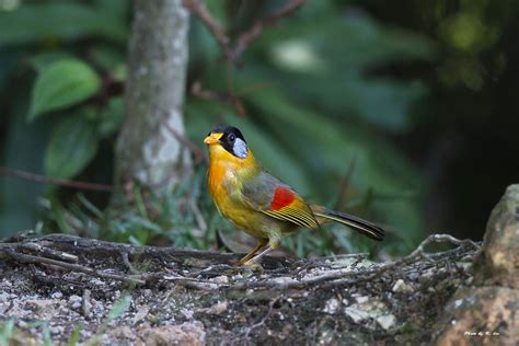 Fraser's hill is a hill resort located on the titiwangsa ridge in raub district, pahang, malaysia. 銀耳相思鳥 Silver-eared Mesia | Taken at Fraser hill-Malaysia a ...