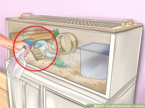 How To Care For Roborovski Hamsters With Pictures Wikihow