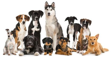 Finding Out Which Dog Breed Is Compatible With You Dog Breeds Best