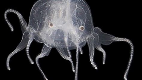 See It Before It Sees You New Species Of Jellyfish Found With 24 Eyes