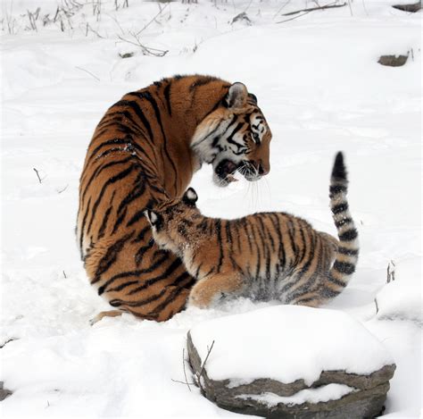無料画像 自然 雪 冬 女性 野生動物 動物園 毛皮 若い 哺乳類 捕食者 動物相 大きな猫 母 虎
