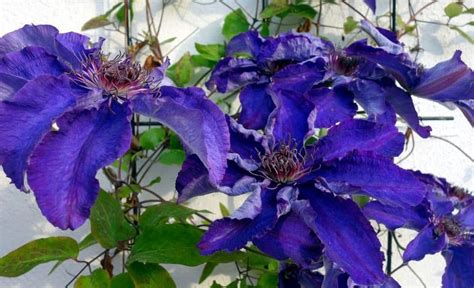 How To Take Care Of A Clematis - how do you take care of a clematis freckles