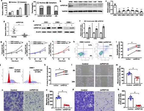 identification of mipep133 as a novel tumor suppressor microprotein encoded by mir 34a pri mirna