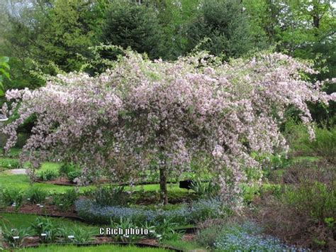 Photo Of The Entire Plant Of Weeping Crabapple Malus Louisa Posted