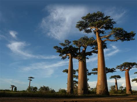 Allée De Baobabs Madagascar Fond Décran Et Images Gratuites