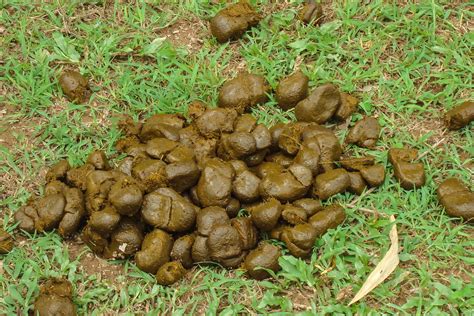 This is more common if you use sheet. 5 Things to Look for in Your Horse's Manure