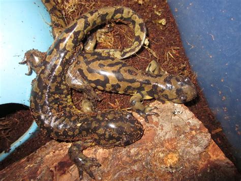 Tiger Salamanders Caudata Org Newts And Salamanders Portal