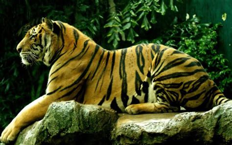 Dihalaman ini anda akan melihat gambar keren kepala harimau yang apik! Animasi 3d Harimau Terlengkap Dan Terupdate | Top Animasi