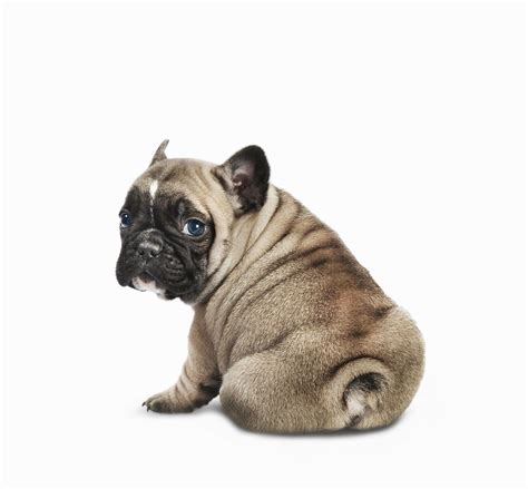 Now, gently press your fingers and thumb into the dog's body below the base of the tail/on either side of the rectum. How to Express Anal Glands in a Puppy