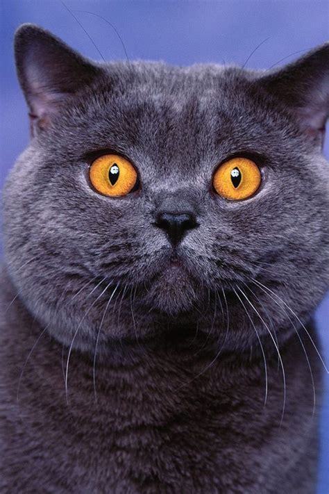 Check spelling or type a new query. Cat Breeds With Orange Eyes - Best Cat Wallpaper