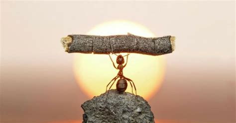 5 Life Lessons We Can Learn From Ants Kevera