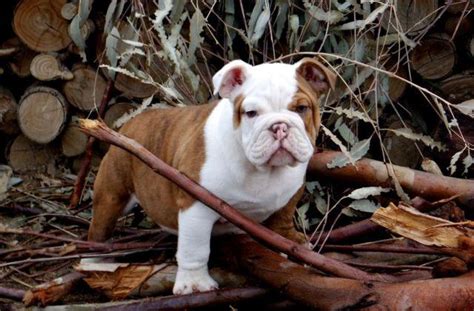 Bellow is the official american kennel club list of. AKC English Bulldog Puppy 12 weeks Male CHOCOLATE BRINDLE ...