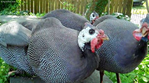 Chester County Farm Animals Turkey