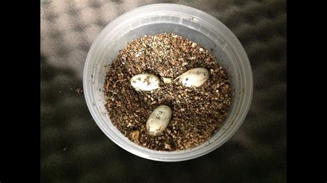 Egg hatching plays a big part in pokemon go. 3 Striped Mud Turtle (Kinosternon baurii) Eggs - YouTube