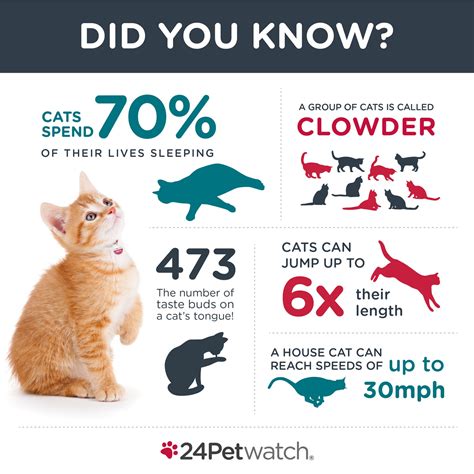 24petwatch Five Amazing Cat Facts
