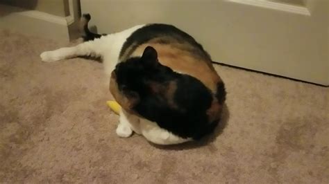 Cat Flips Out Over Cat Nip Youtube