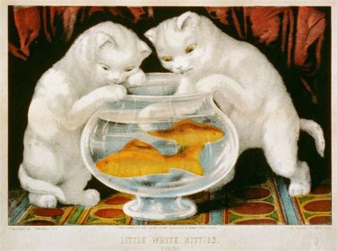 Little White Kitties Fishing Kitty Cats And Kittens White Cat