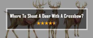 Where To Shoot A Deer With A Crossbow Recommended Kill Zone Shot