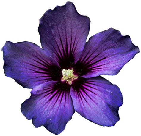 Lavender Flower Png Lavender Flower Png Transparent Free For Download
