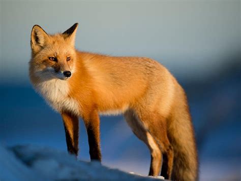 Red Fox The Animal Facts Appearance Diet Habitat Behavior