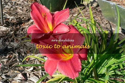 Are Daylilies Harmful To Pets A Look Into The Potential Risks Of Toxic