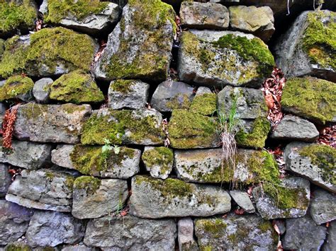 Free Images Nature Forest Grass Rock Old Cobblestone Overgrown