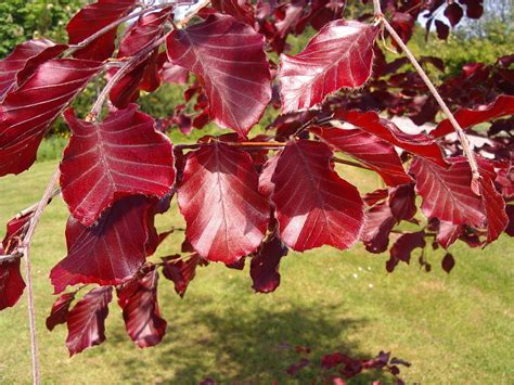 100 Copper Beech 2 3ft Purple Hedging Treesstunning All Year Colour 60