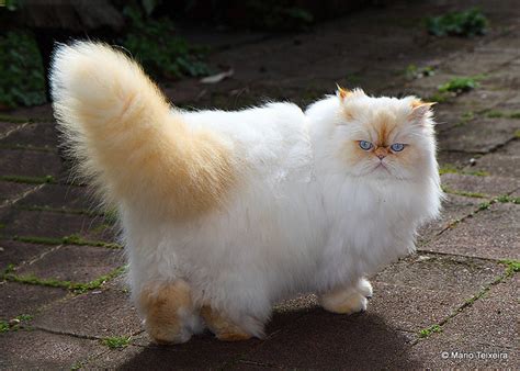 Flame Point Himalayan Persian Which Type Of Himalayan Do You Prefer