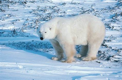 Elle fait mal son travail, elle a des dettes chez un usurier il n'est pas du type protecteur. L'ours polaire est le plus gros carnivore terrestre. Son poids en moyenne de 500 kg peut ...
