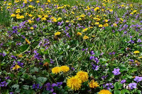 Yellow Blue Spring Wild Flowers Flowers Free Nature Pictures By