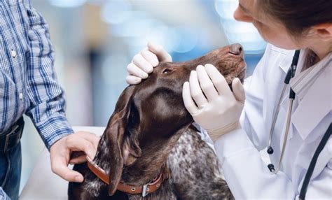 Dog Allergy Testing Blood Vs Skin What Are The Pros And Cons