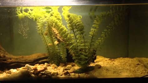 Alligator Snapping Turtle Tank Update Youtube