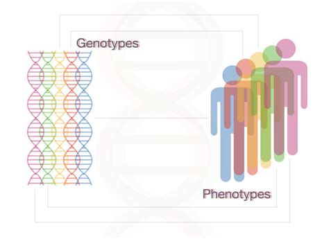 What Is Genetics Definition History Applications And Branches