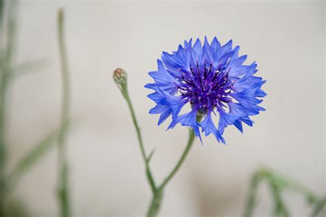 Cornflower Blue Wallpapers High Quality Download Free