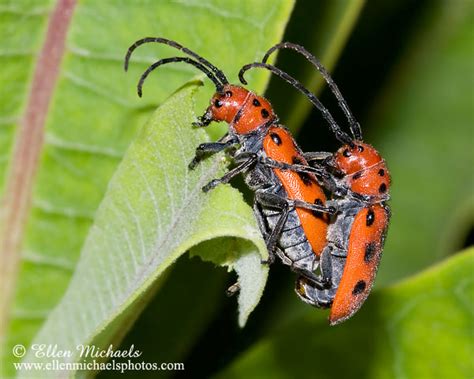 red milkweed beetle mating tetraopes tetrophthalmus