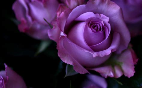 Free download high quality wallpapers gorgeous images. Roses Screensaver Wallpaper (45+ images)