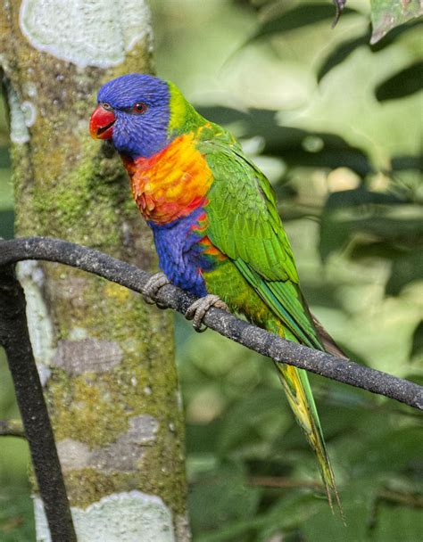 Rainbow Lorikeet New Zealand Birds Online