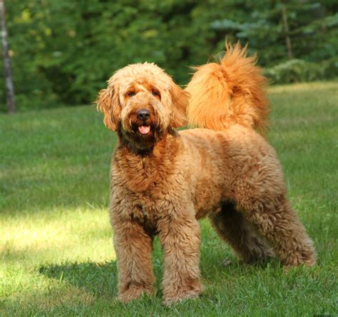 Goldendoodle puppy coat colors will fade or lighten or dull to another color with is. Goldendoodle - Puppies, Rescue, Pictures, Information ...