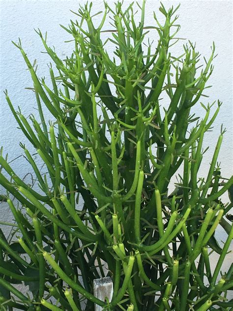 Green And Red Pencil Plant Cuttings Various Sizes Drought Tolerant