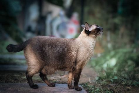 Siamese Cat With Blue Eyes Sitting In The Garden With Green Grass Thai