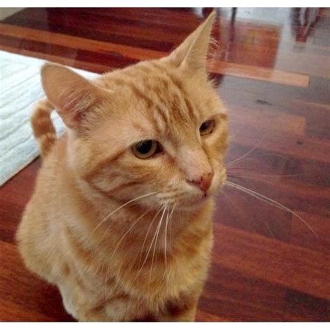 Sunny Puss 🦁 Friendly Ginger Cat Male Domestic Short Hair Cat In Vic